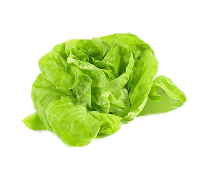Lettuce